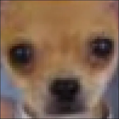 Chihuahua ou muffin aux myrtilles ?