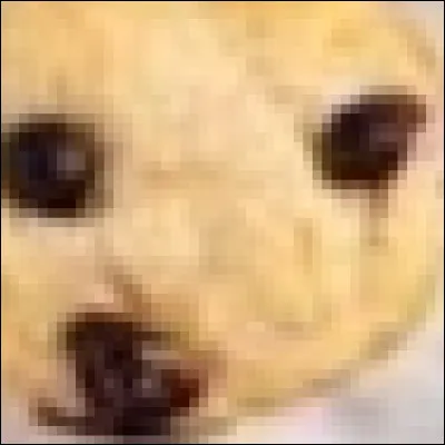 Chihuahua ou muffin aux myrtilles ?