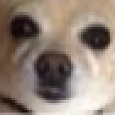 Chihuahua ou muffin aux myrtilles ?