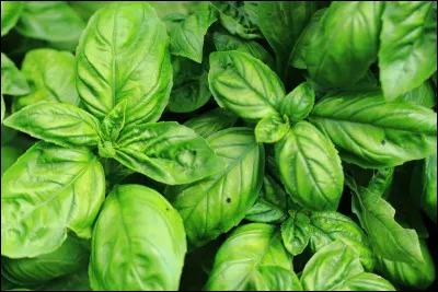 L'autre appellation de l'aneth est l'herbe royale.