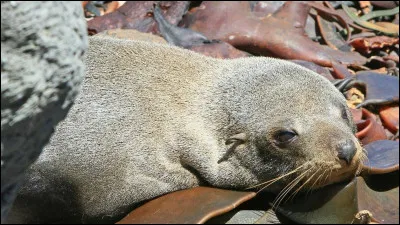 Le chiot est le nom du bébé de l'otarie.