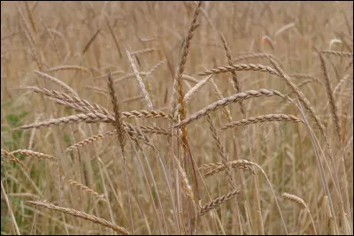 Auxiliaire du Verbe, c'est l'...