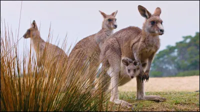 Il y a deux fois plus de kangourous que d'habitants en Australie. Vrai ou faux ?
