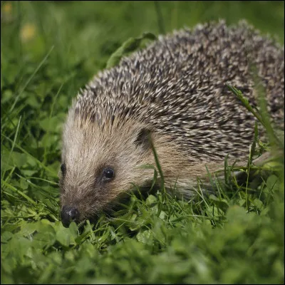 Les hérissons sont des animaux qui hibernent. Vrai ou faux ?