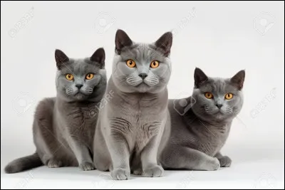 Combien a-t-elle de chatons ?