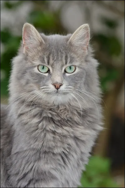 Qui est son premier mentor ?