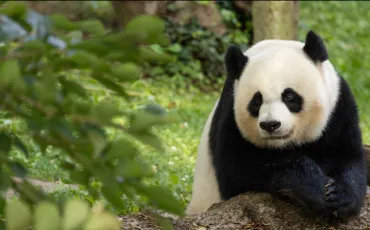Quiz Panda