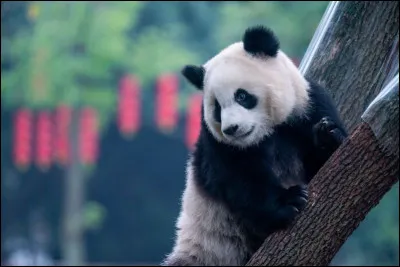 Sa vitesse peut aller jusqu'à environ 60 km/h.
