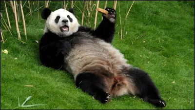 Le panda passe environ 8 heures de sa journée à mastiquer.