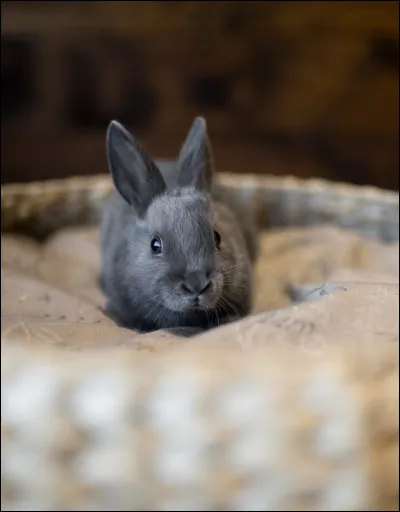 Pour quelle raison le lapin bouge-t-il sans arrêt son nez ?