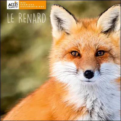 Quel est le cri du renard ?