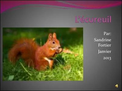 Quel est le caractère qui décrirait le mieux l'écureuil ?