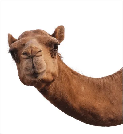 Petite blague pour la fin, tirée du film Zootopie '' Comment appelle-t-on une chamelle à trois bosses ? ''