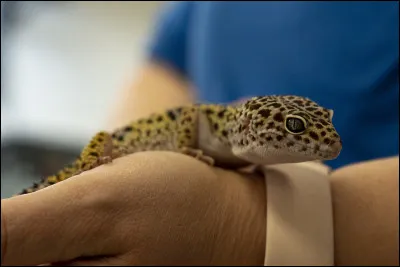 Que cache le gecko des cavernes dans sa queue large ?