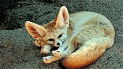 Dans quelle région trouve-t-on le fennec, aussi connu sous le nom de renard du désert ou renard des sables ?