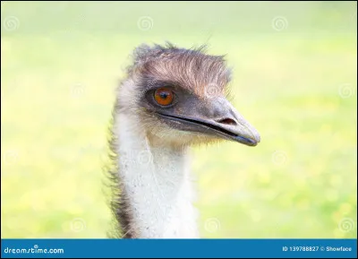 À quelle vitesse l’émeu peut-il courir ?