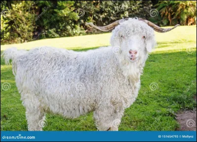 De quelle maladie qui paralyse sur le coup d’une émotion, la chèvre souffre-t-elle ?