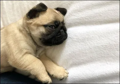 Comment surnomme-t-on le chien de race carlin ?