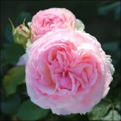 " Mignonne, allons voir si la rose
Qui ce matin avoit desclose
Sa robe de pourpre au Soleil,
A point perdu ceste vesprée
Les plis de sa robe pourprée,
Et son teint au vostre pareil. " 
Qui a écrit ce célèbre poème ?