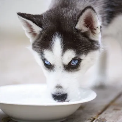 Quelle est la capacité spéciale de votre chien ?