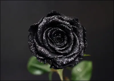 Si un Détraqueur avance vers toi et que tu es avec un ami moldu et un ami sorcier, que fais-tu ?