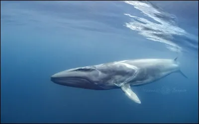 Rorqual : À quelle famille de mammifères aquatiques appartient-il ?