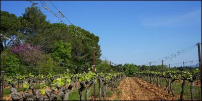 Jusqu'à quelle altitude cultive-t-on des pieds de vigne en France ?