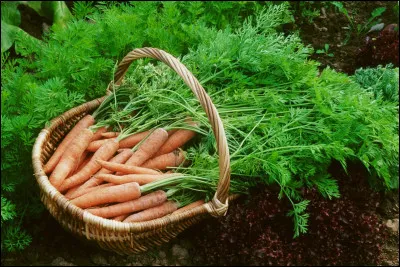 Les premières variétés de carottes, apparues au Xe siècle, étaient bleues.