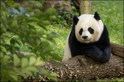Les empreintes du panda sont tellement identiques à celles des humains qu'il est extrêmement difficile de distinguer les deux espèces, même au microscope.