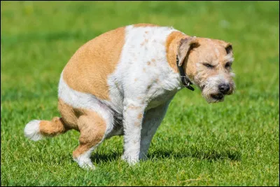 À Paris, 300 personnes par an vont à l'hôpital après avoir glissé sur une crotte de chien.