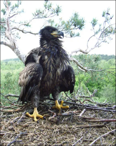 Qui aurait dit : "Sepremun vale ! " (Adieu pour la dernière fois !) ?