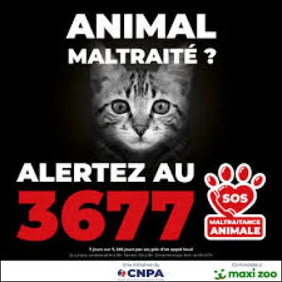 Tu vois quelqu'un maltraiter un animal dans la rue. Que fais-tu ?