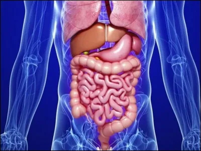 Quel organe est le le principal responsable de l'&eacute;limination de l'acide lactique ?