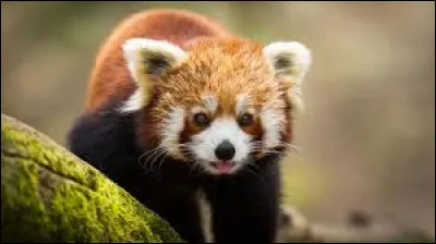 Quel animal aimerais-tu avoir ?