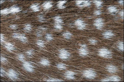 Est-ce que tu veux que son pelage ait des taches ou des rayures ?