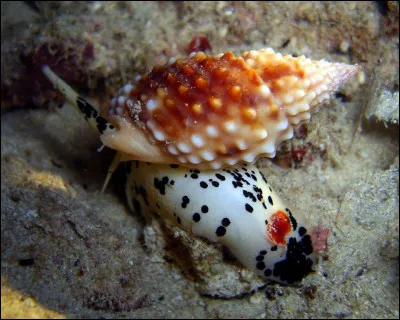 Est-ce que tu préfères la mer ou la terre ferme ?