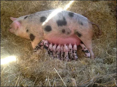 Km 28,8 : Nice, Place de l'île de Beauté. Quel autre nom peut porter cette place ?