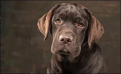 Km 8,0 : La Turbie-Village. Sur quel promontoire est bâtie la cité ?