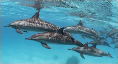 Quelle qualité appréciez-vous le plus chez vos amis ?