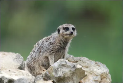Quel rôle jouez-vous généralement dans un groupe ?