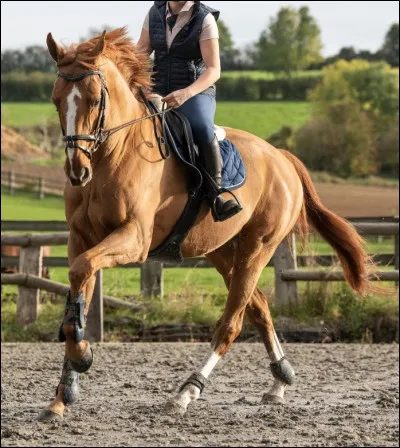 Pour demander le galop à droite il faut :
