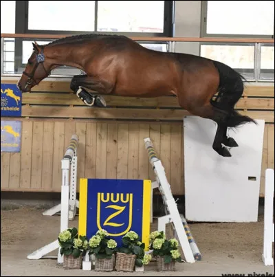 Les phases à l'obstacle sont :