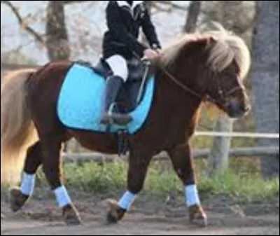 Le trot et une allure à :