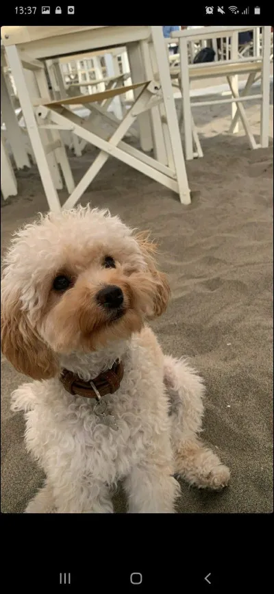 Chili appartient à...