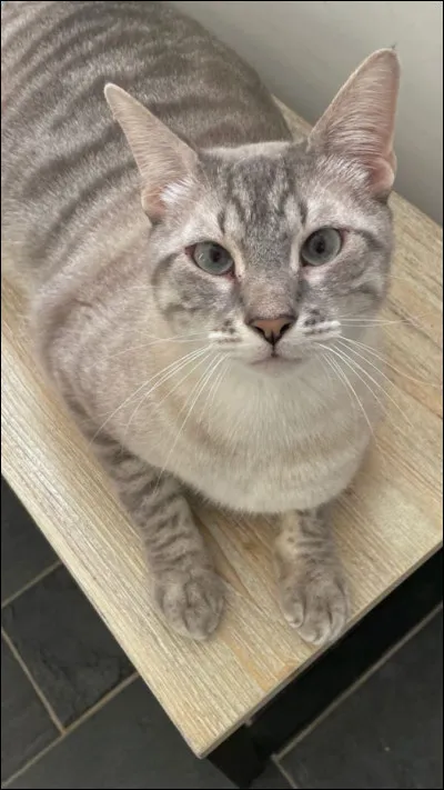 Damiano David a un autre chat, comment s'appelle-t-il ?