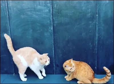 À qui appartiennent Calippo et Dorito ?