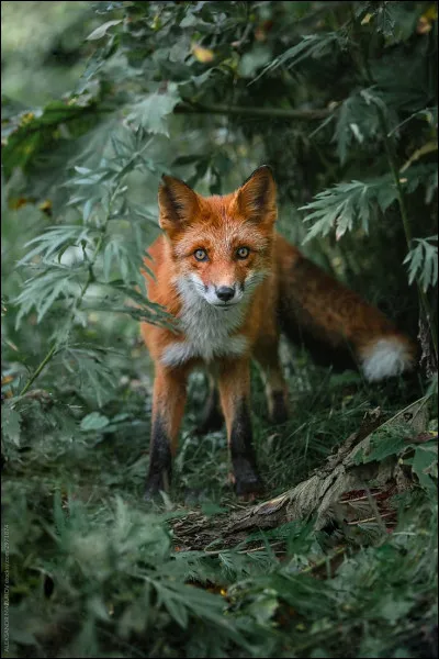 Quel animal préfères-tu ?