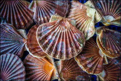 La pêche des coquilles Saint-Jacques est très réglementée, elle n'est autorisée que du :