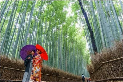 Symbole du WWF, son nom comporte la lettre A !