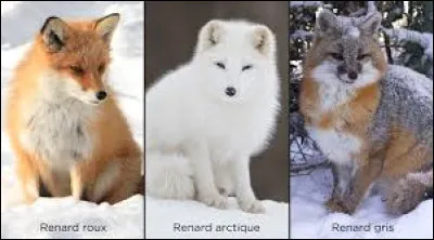 Chanteur au langage fleuri, il laisse facilement tomber quand il est bousculé, ce qui ne l'empêche pas d'être amoureux de Paname. Qui est justement né à Paris en 1952 ?